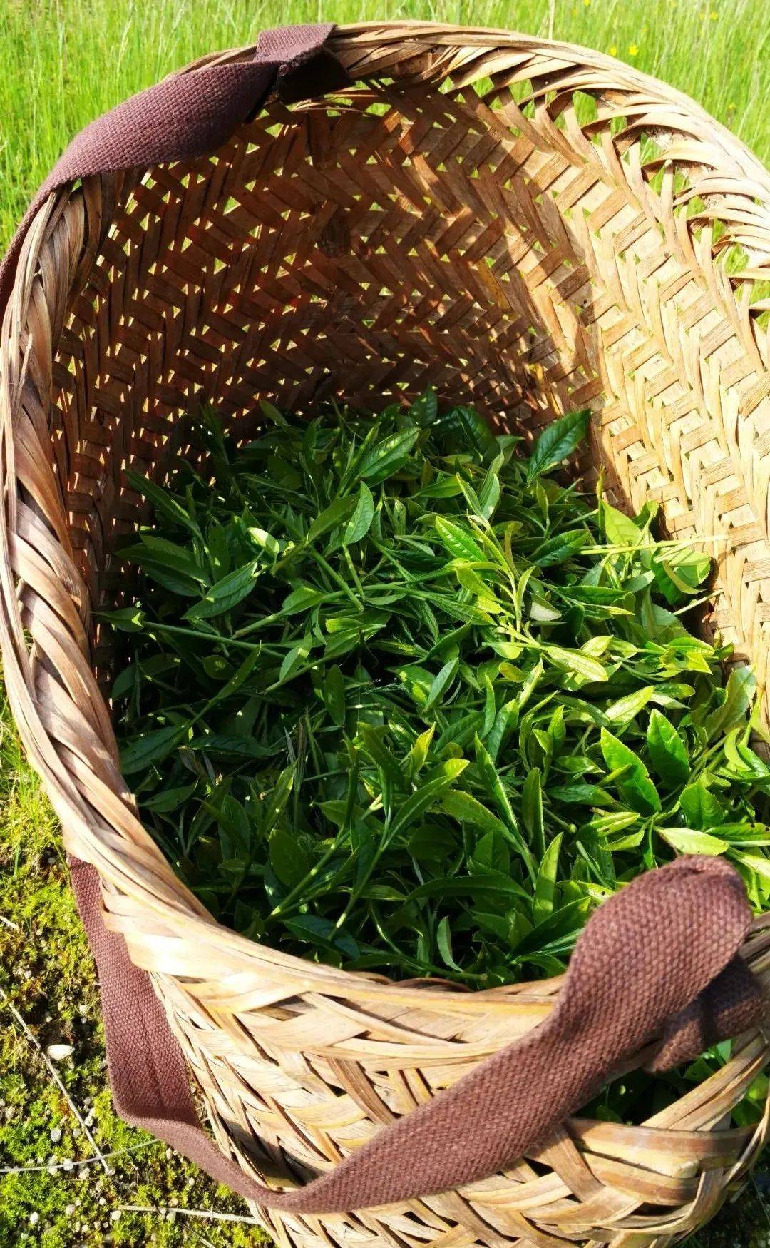 从毛茶到精制茶,岩茶的&ldquo;前世今生&rdquo;是什么?