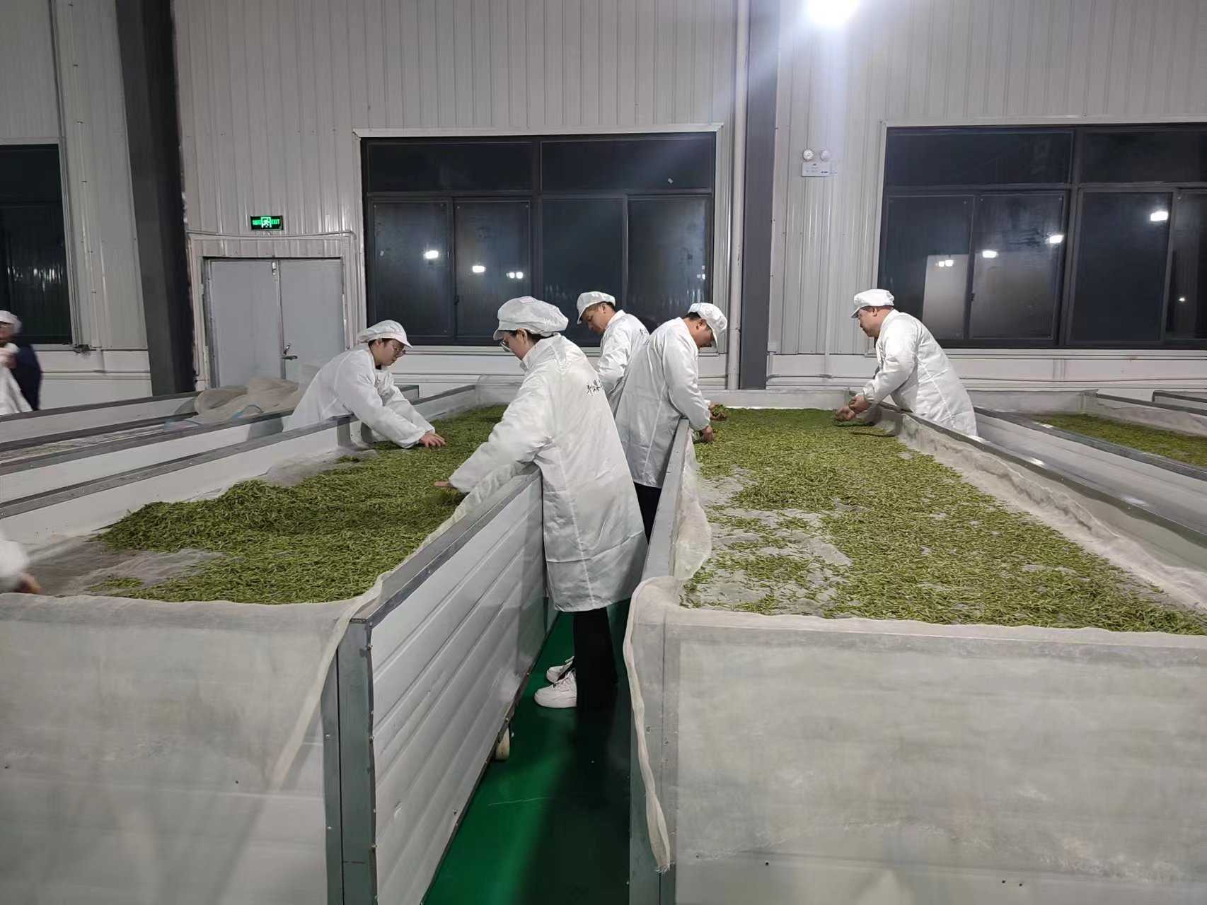 春茶吐新芽 茶业促振兴——建中镇第一批春茶采摘正当时