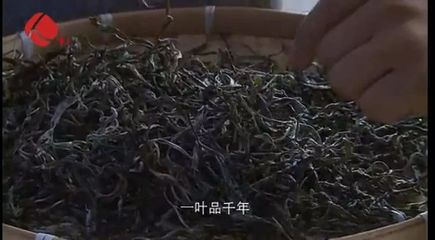 今天！最牛普洱茶县县长获全县人民点赞！他这样推介家乡普洱茶！勐海人转起来！