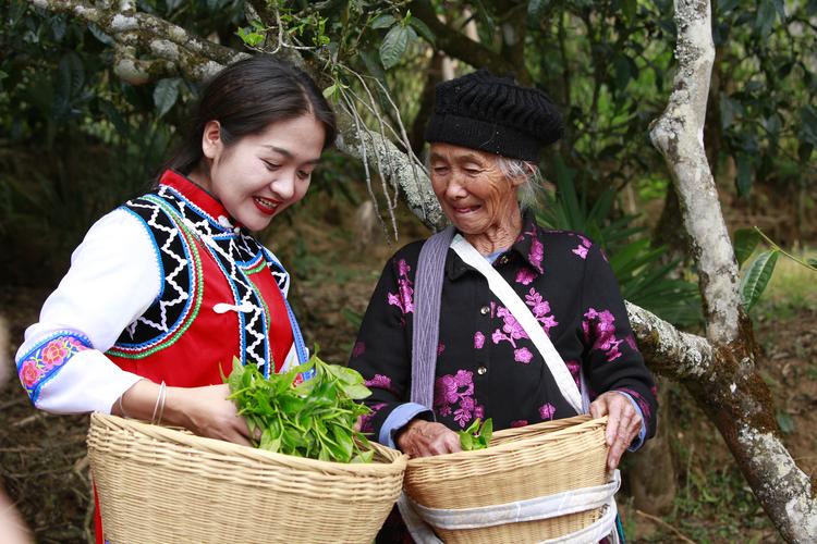 精制茶制造 从毛茶到成品的风味重塑与品质跃升